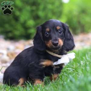 Buddy, Dachshund Puppy